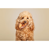 Dog Snack Snackys Pig Ear 10 Units