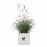 Plant pot Elho 29,5 x 29,5 x 49,5 cm White Plastic Squared Modern