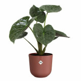 Plant pot Elho