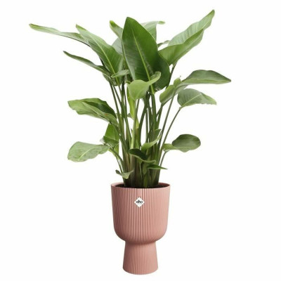 Plant pot Elho