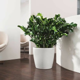 Plant pot Lechuza White polypropylene Circular