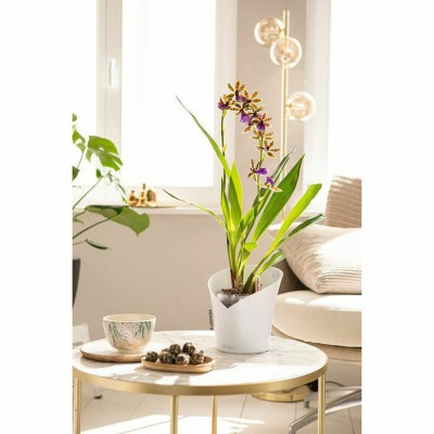 Plant pot Lechuza White