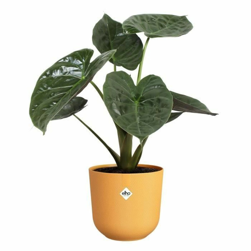 Plant pot Elho