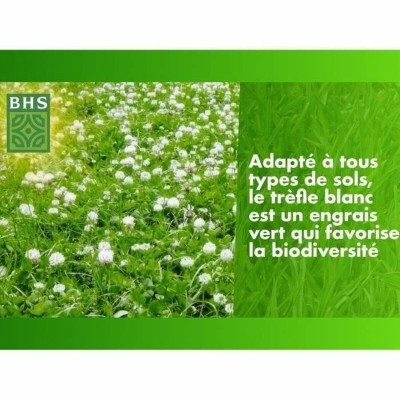 Seeds BHS Trèfle Blanc 500 g