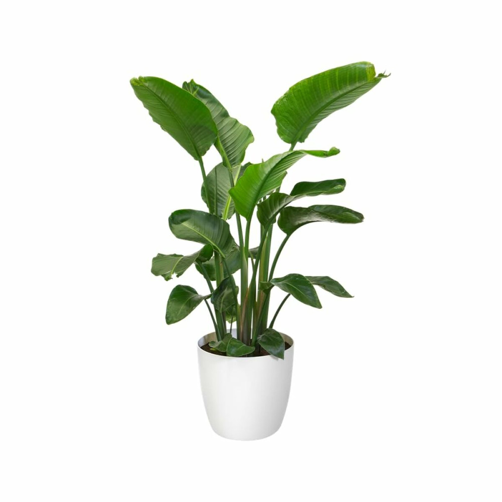 Set of pots Elho White Plastic Circular 2 Pieces