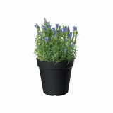 Plant pot Elho Black Plastic Circular