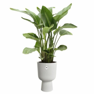 Plant pot Elho