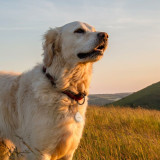 USB Cable Hama 00185815 White